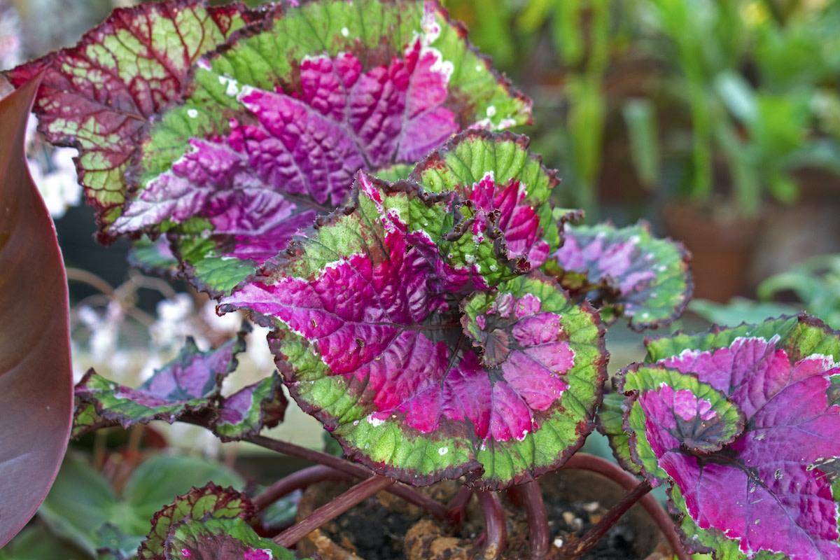 Begonia Rex - View 22 from www redcrocus com