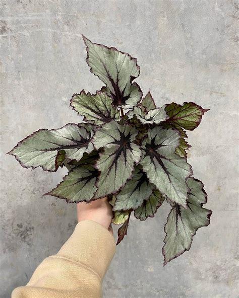 Begonia Rex - View 4 from www redcrocus com