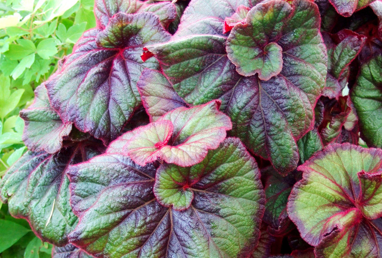 Begonia Rex - View 9 from www redcrocus com