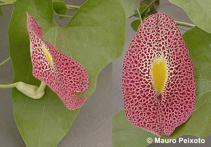 Aristolochia Assorted - View 9 from www redcrocus com