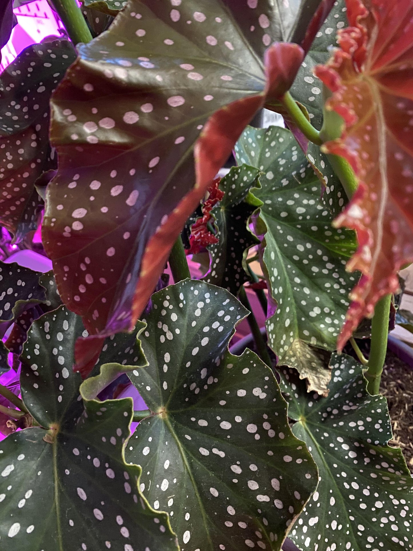 Begonia 'cracklin' Rosie' - View 19 from www redcrocus com