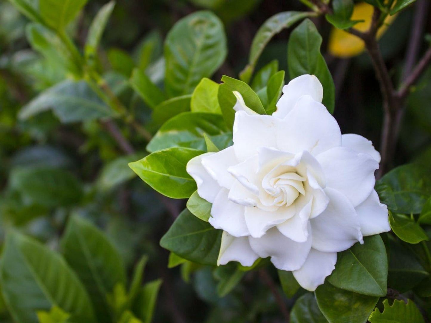 Gardenia Bush - View 18 from www redcrocus com