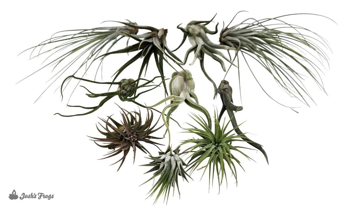 Tillandsia Assorted - View 10 from www redcrocus com