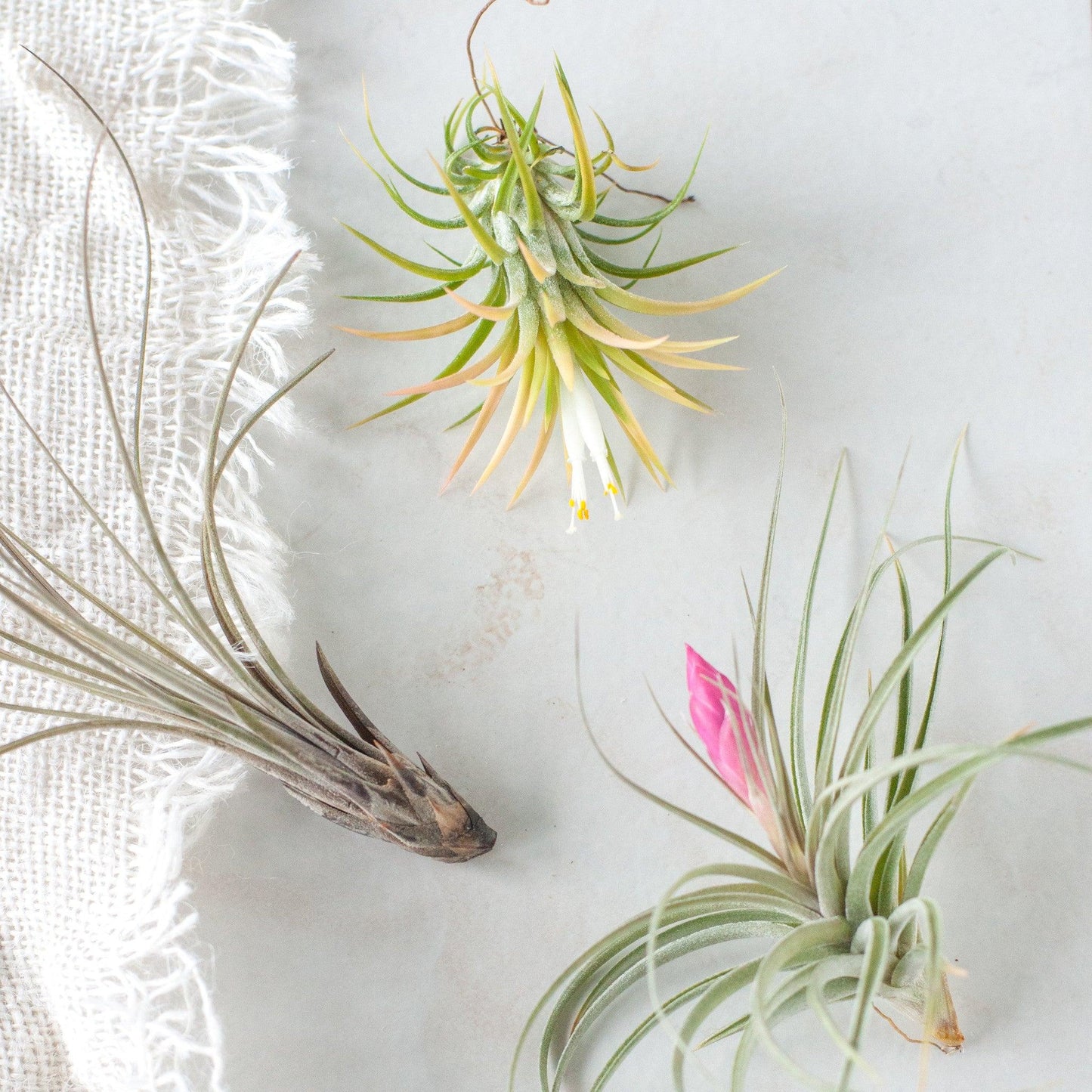 Tillandsia Assorted - View 11 from www redcrocus com