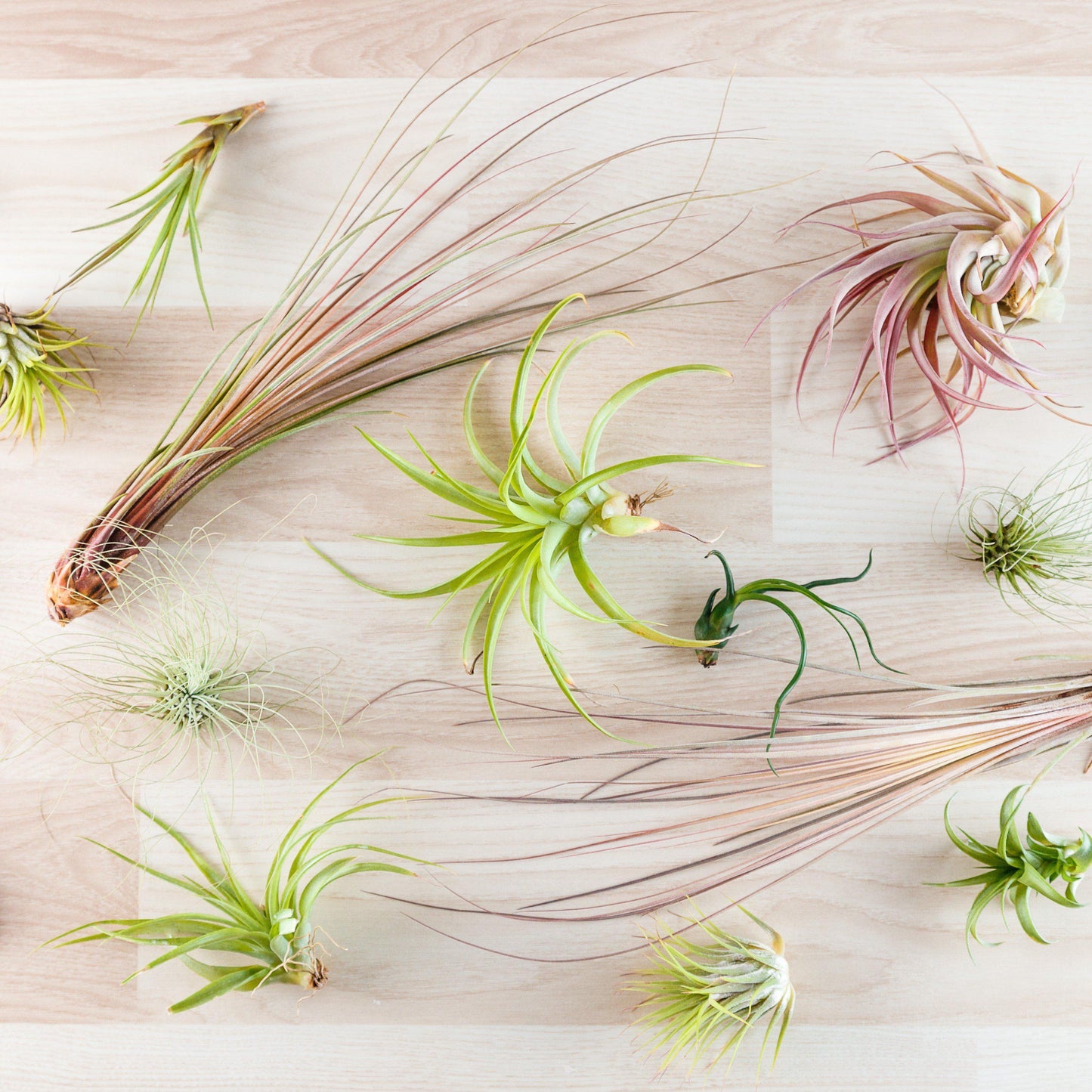 Tillandsia Assorted - View 12 from www redcrocus com