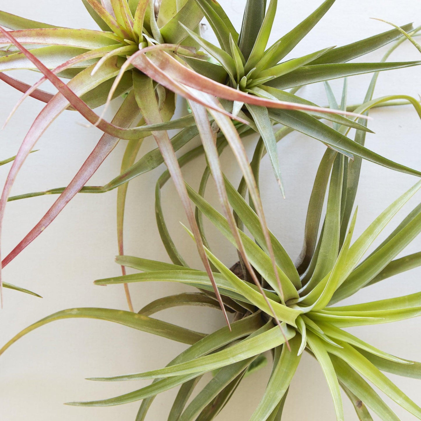 Tillandsia Assorted - View 13 from www redcrocus com