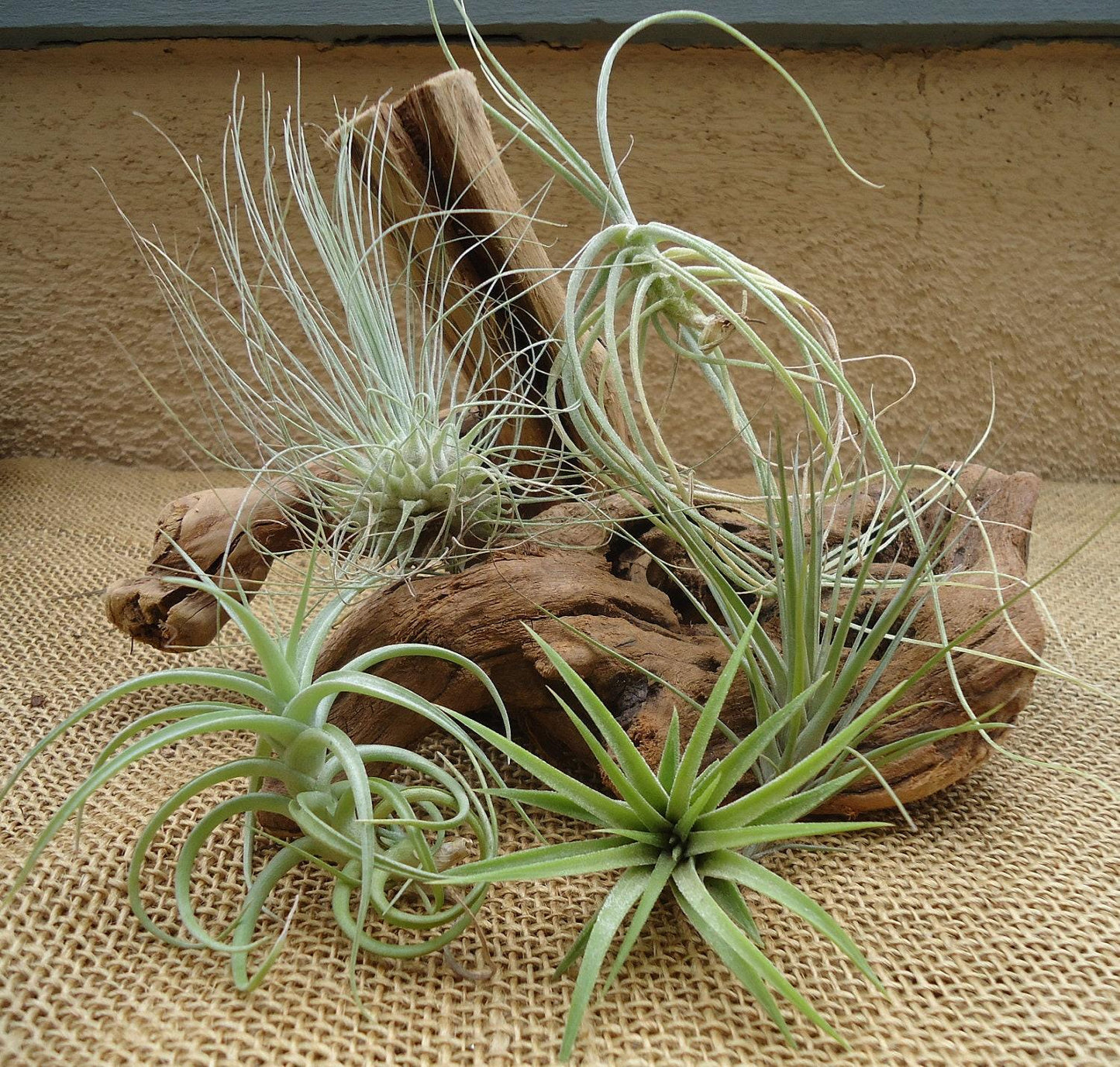 Tillandsia Assorted - View 14 from www redcrocus com