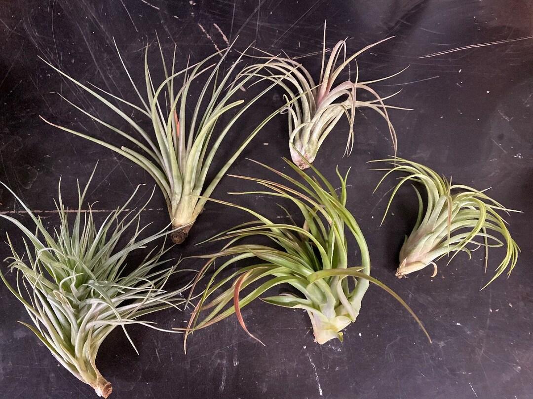 Tillandsia Assorted - View 15 from www redcrocus com