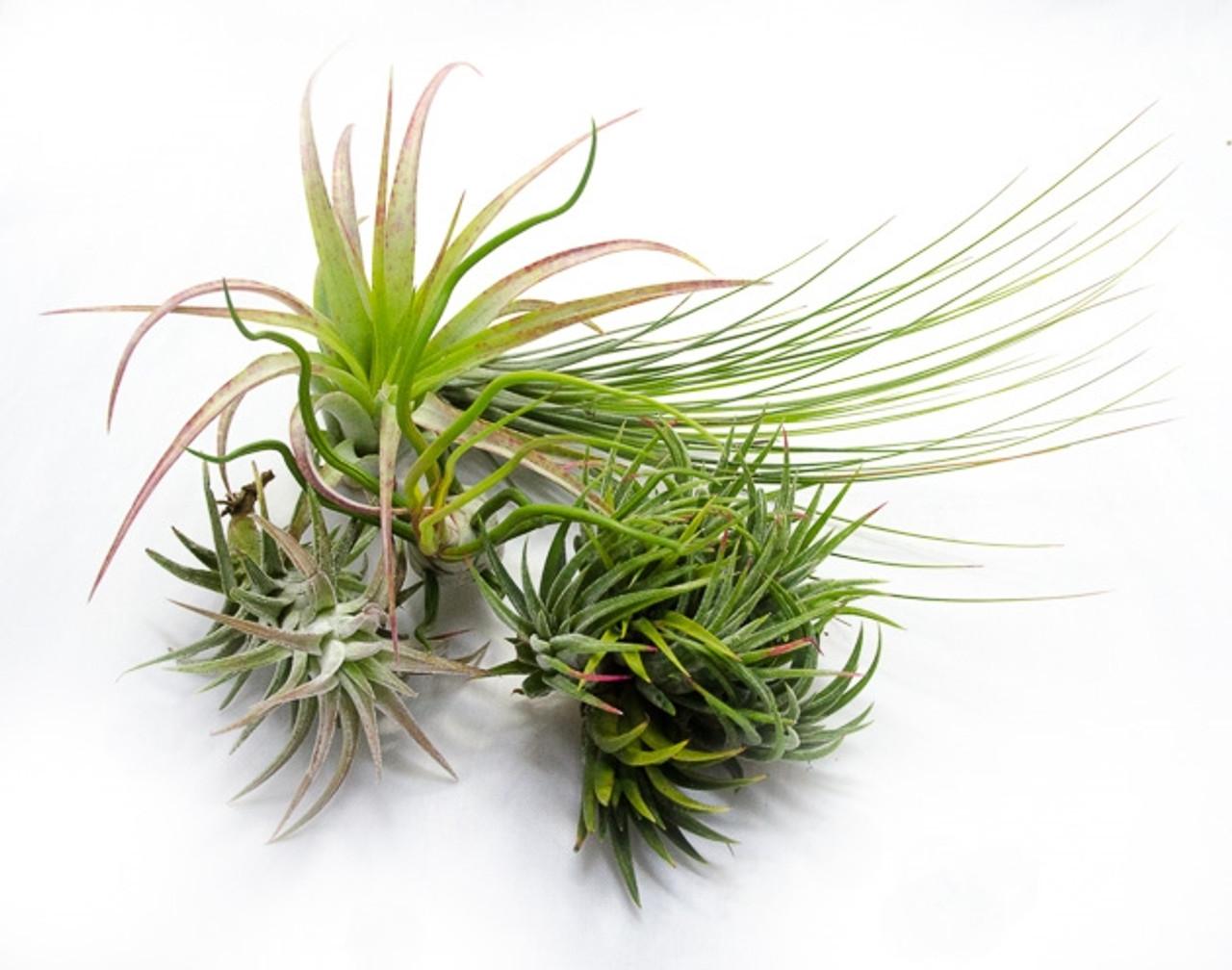 Tillandsia Assorted - View 16 from www redcrocus com