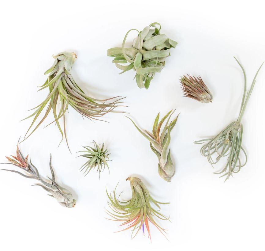 Tillandsia Assorted - View 17 from www redcrocus com