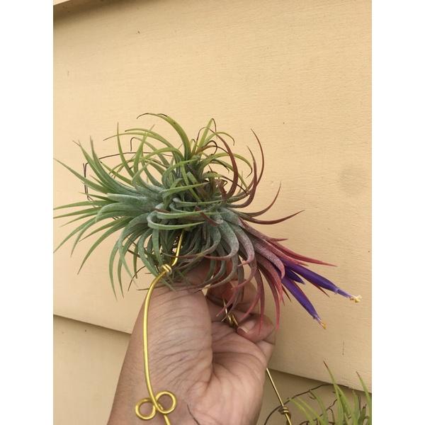 Tillandsia Assorted - View 18 from www redcrocus com