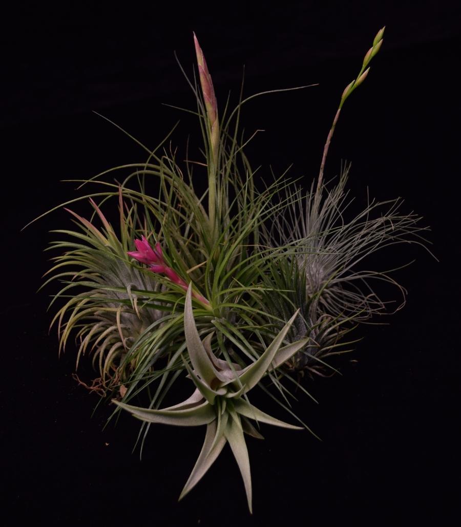 Tillandsia Assorted - View 1 from www redcrocus com