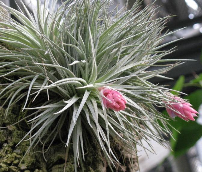 Tillandsia Assorted - View 3 from www redcrocus com