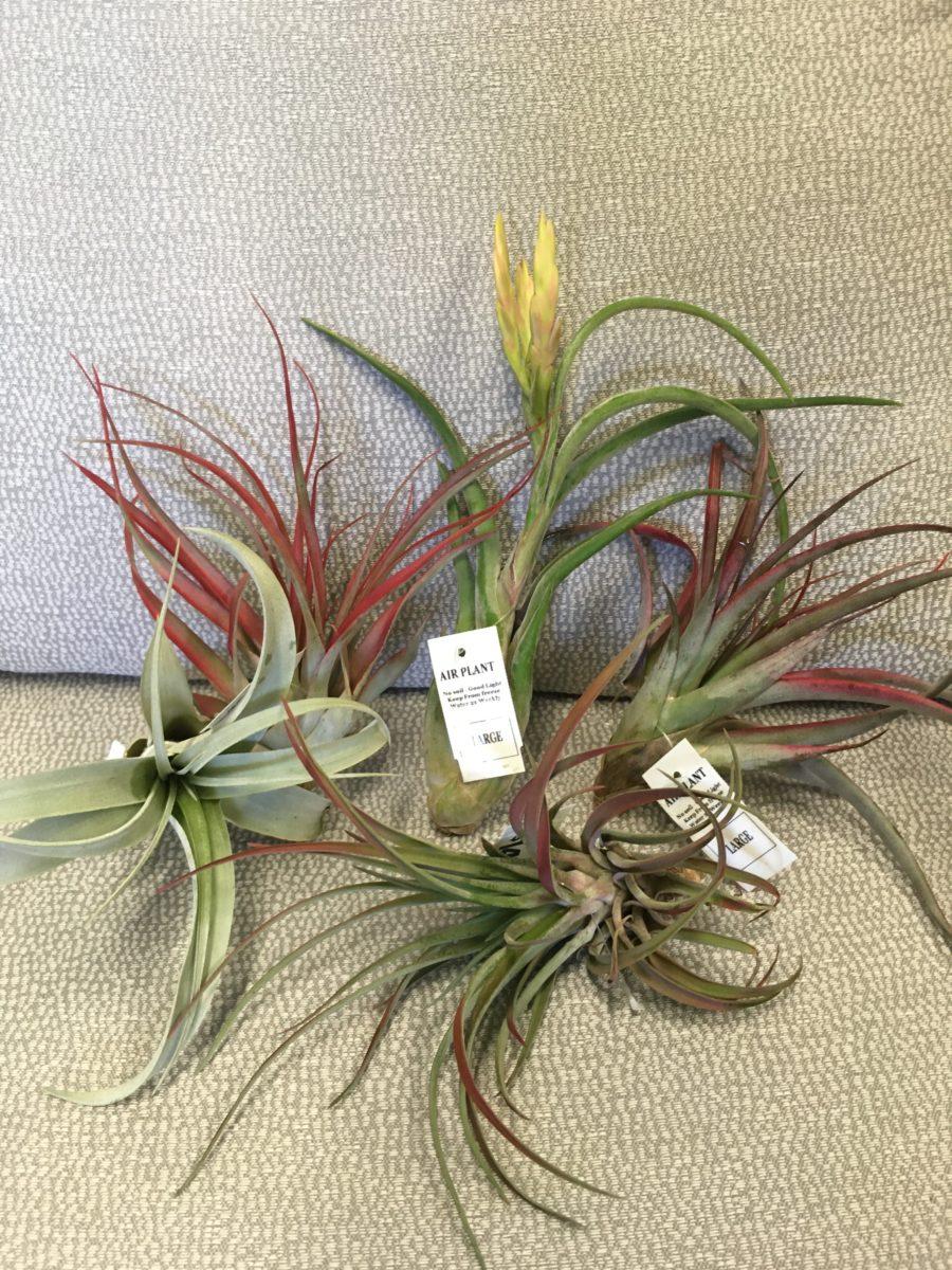 Tillandsia Assorted - View 4 from www redcrocus com