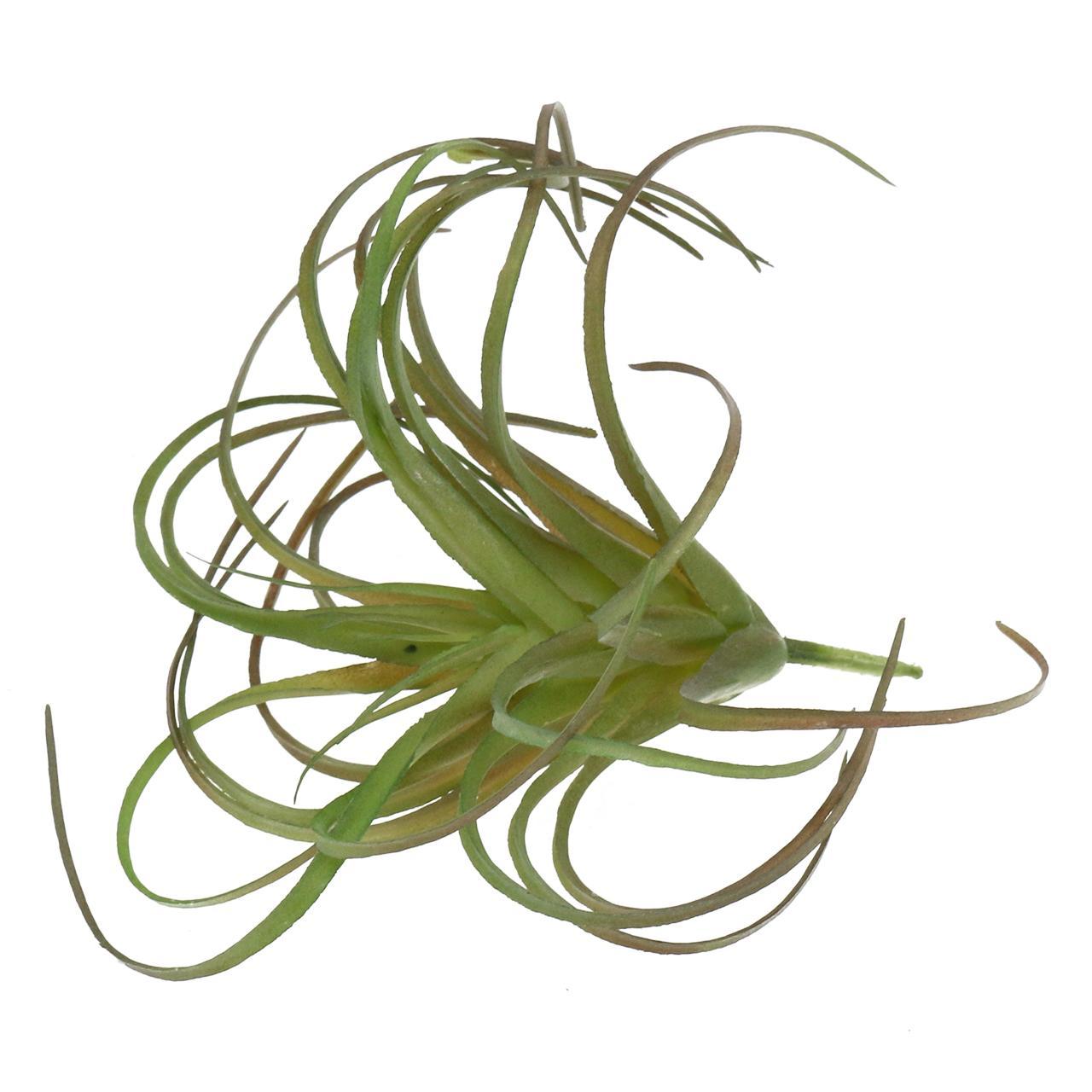 Tillandsia Assorted - View 6 from www redcrocus com