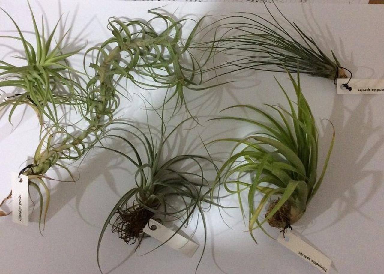 Tillandsia Assorted - View 7 from www redcrocus com