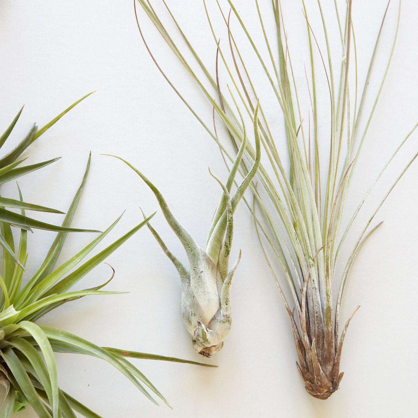 Tillandsia Assorted - View 8 from www redcrocus com