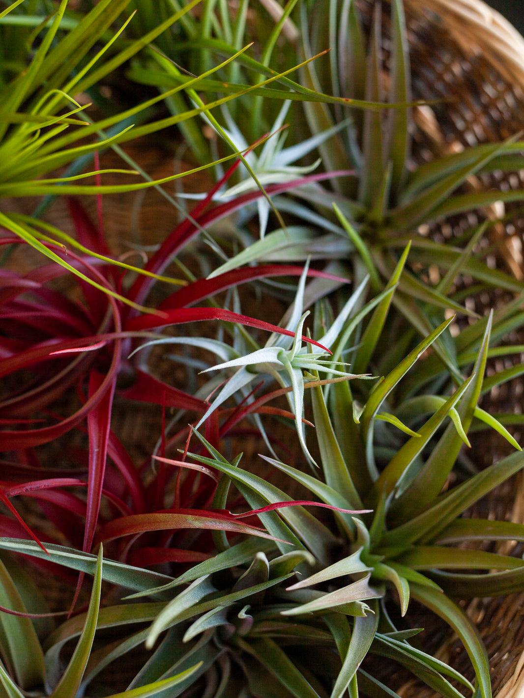 Tillandsia Assorted - View 9 from www redcrocus com