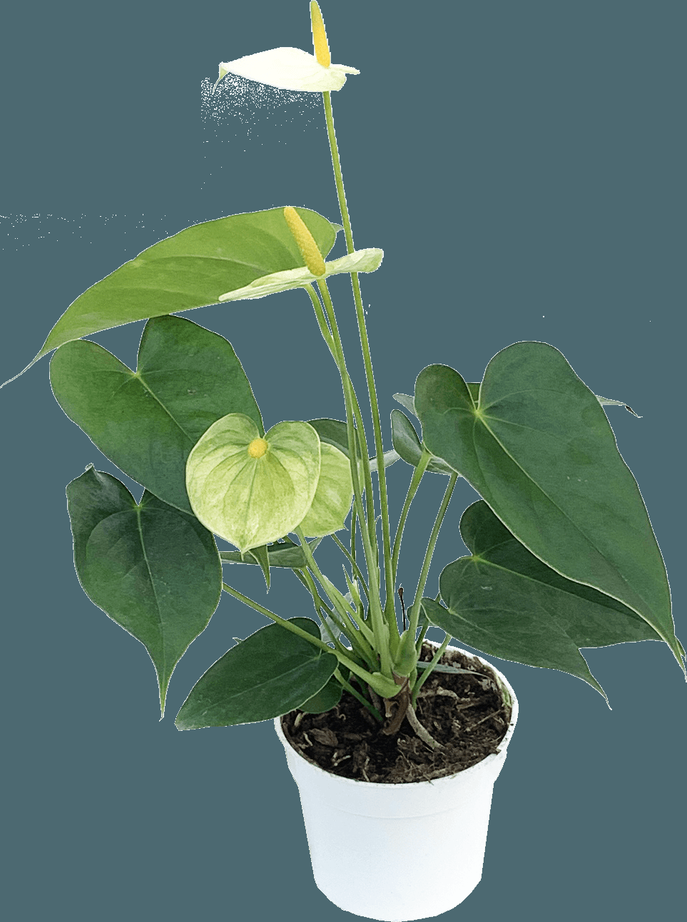 Anthurium Flowering Assorted - View 11 from www redcrocus com