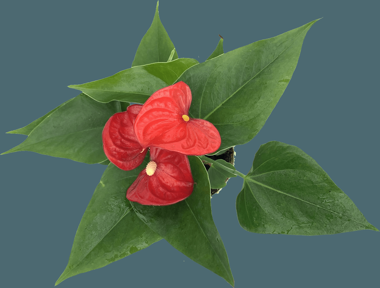 Anthurium Flowering Assorted - View 3 from www redcrocus com