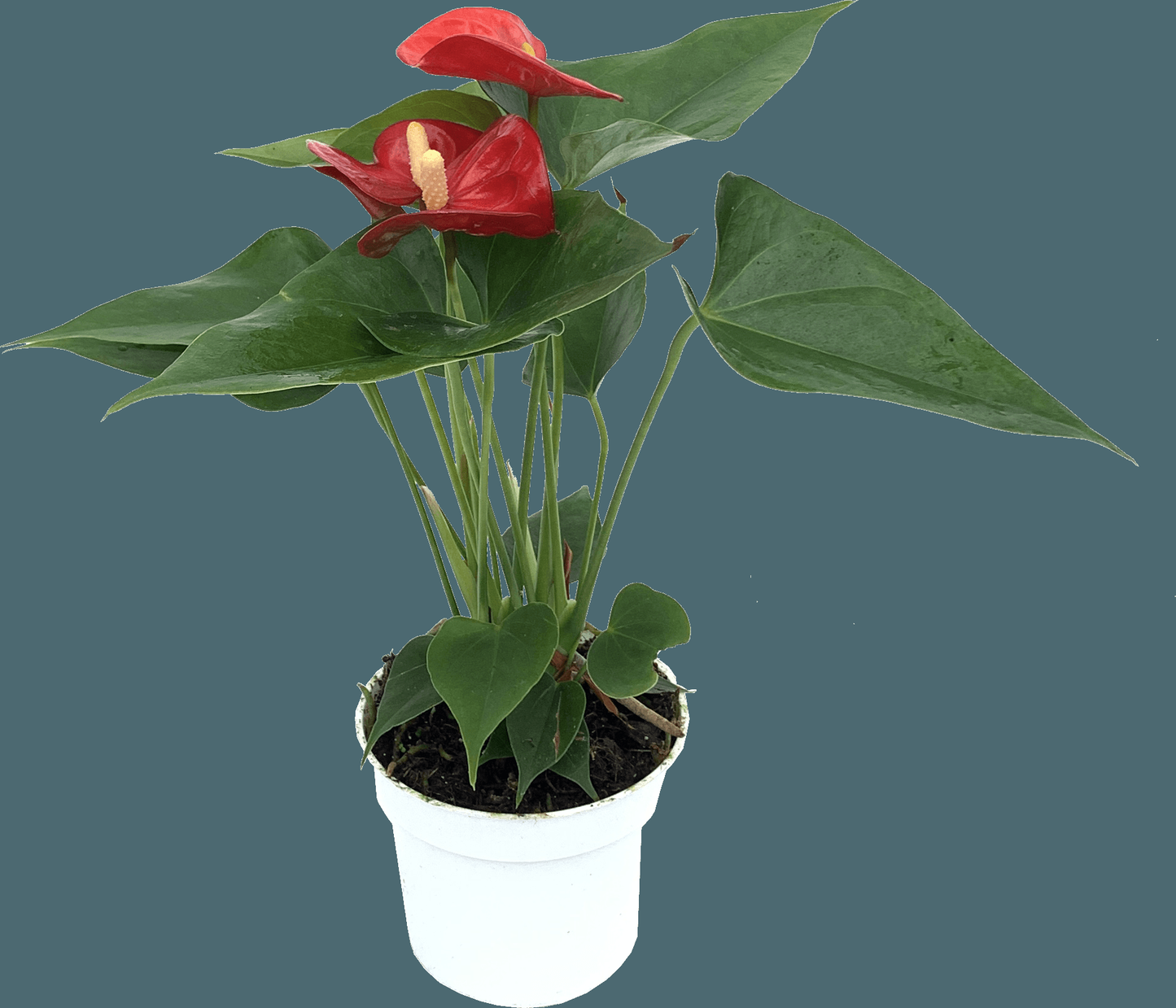 Anthurium Flowering Assorted - View 5 from www redcrocus com