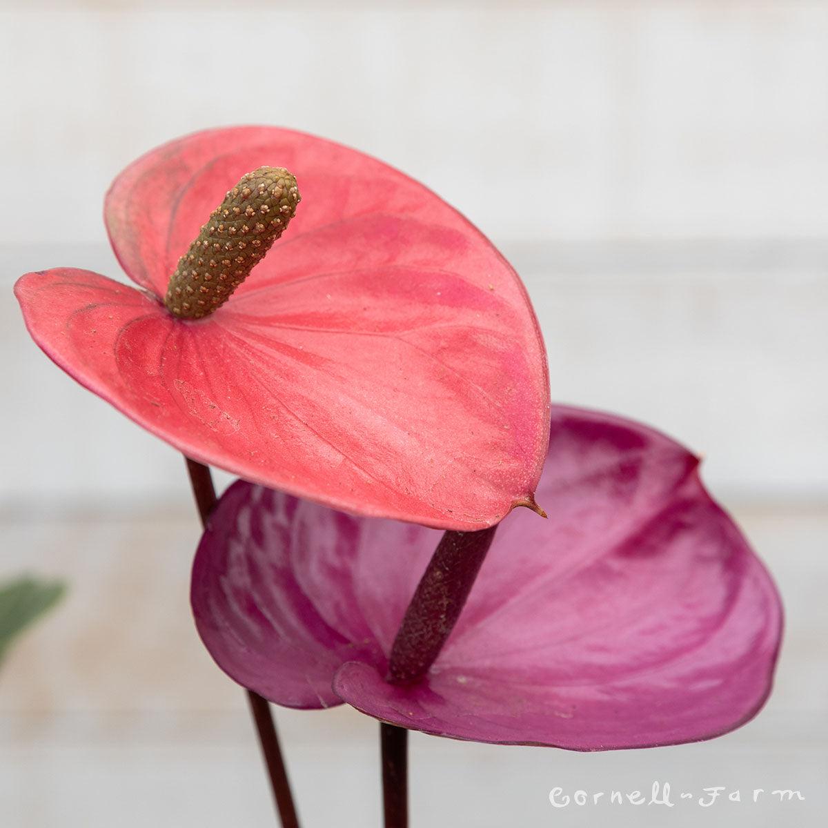 Anthurium Flowering Assorted - View 7 from www redcrocus com