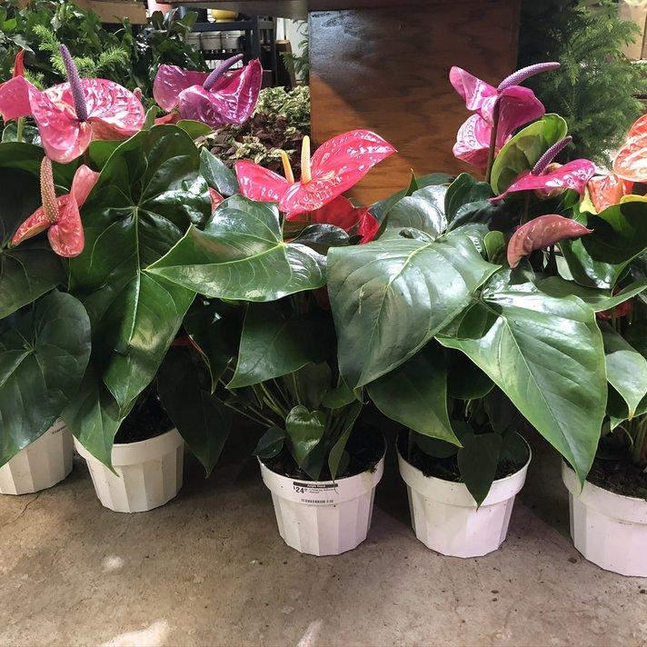 Anthurium Flowering Assorted - View 8 from www redcrocus com