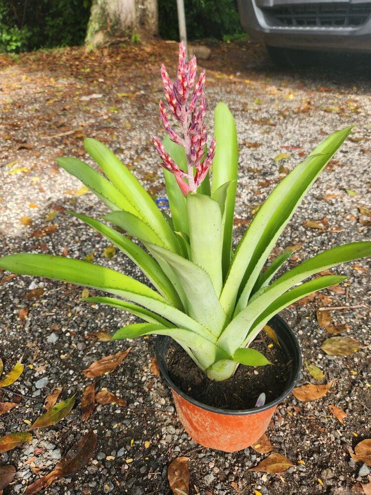 Bromeliad, Aechmea, Assorted - View 12 from www redcrocus com