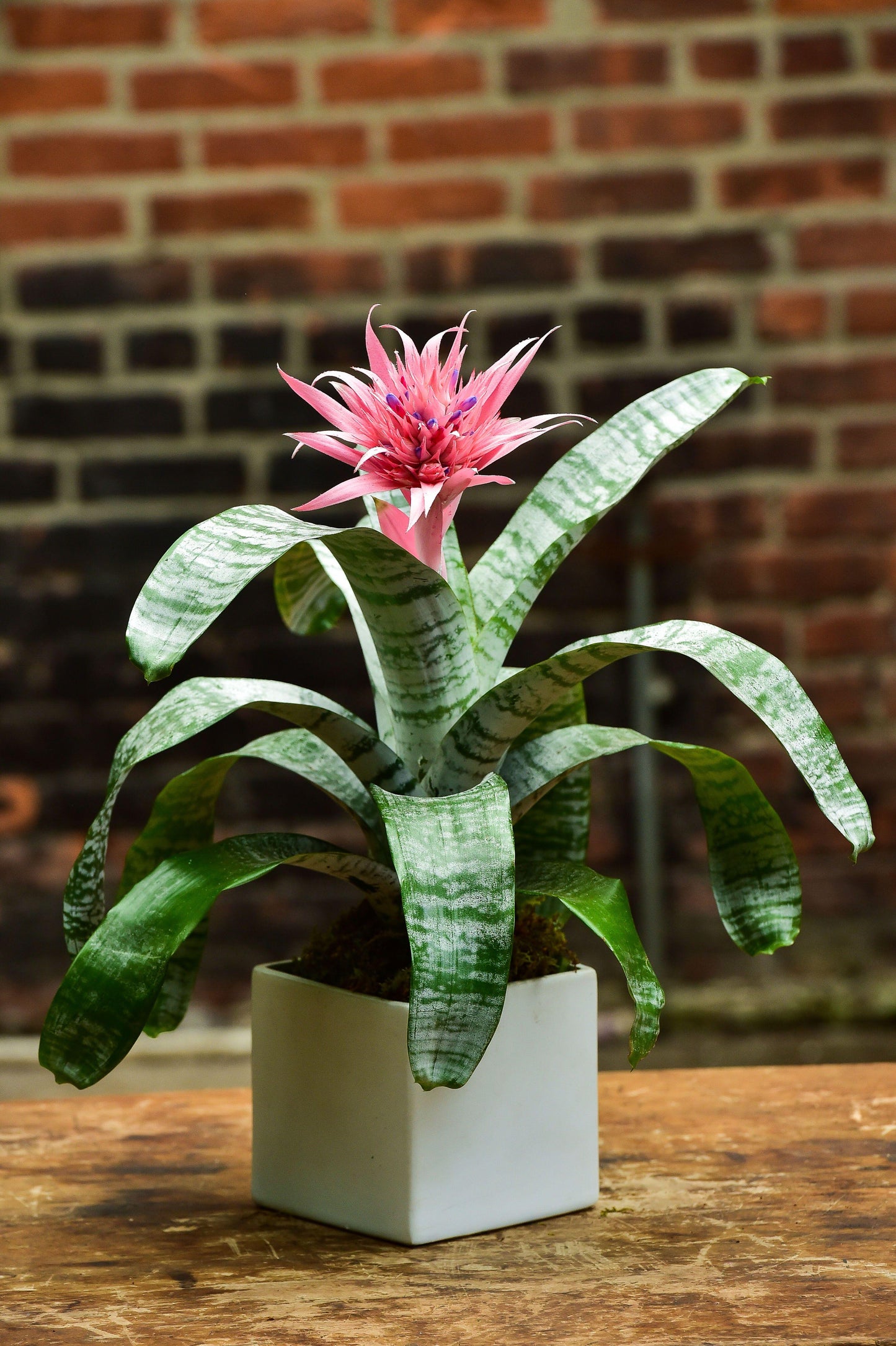 Bromeliad, Aechmea, Assorted - View 16 from www redcrocus com