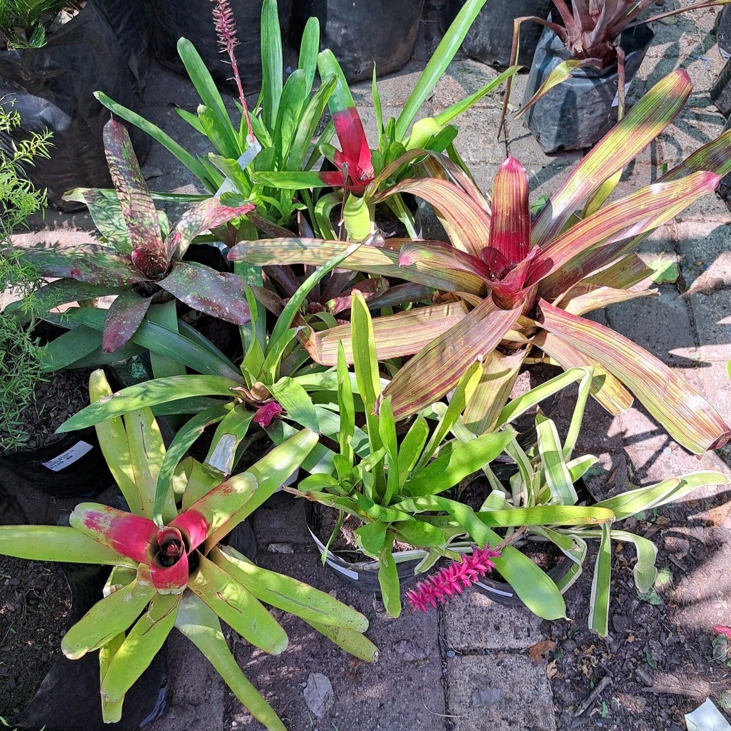 Bromeliad, Aechmea, Assorted - View 3 from www redcrocus com