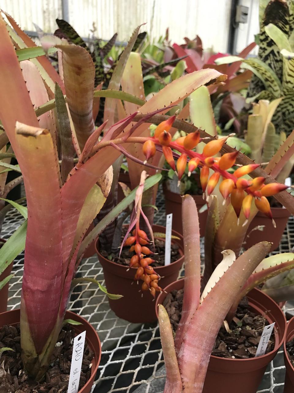 Bromeliad, Aechmea, Assorted - View 7 from www redcrocus com