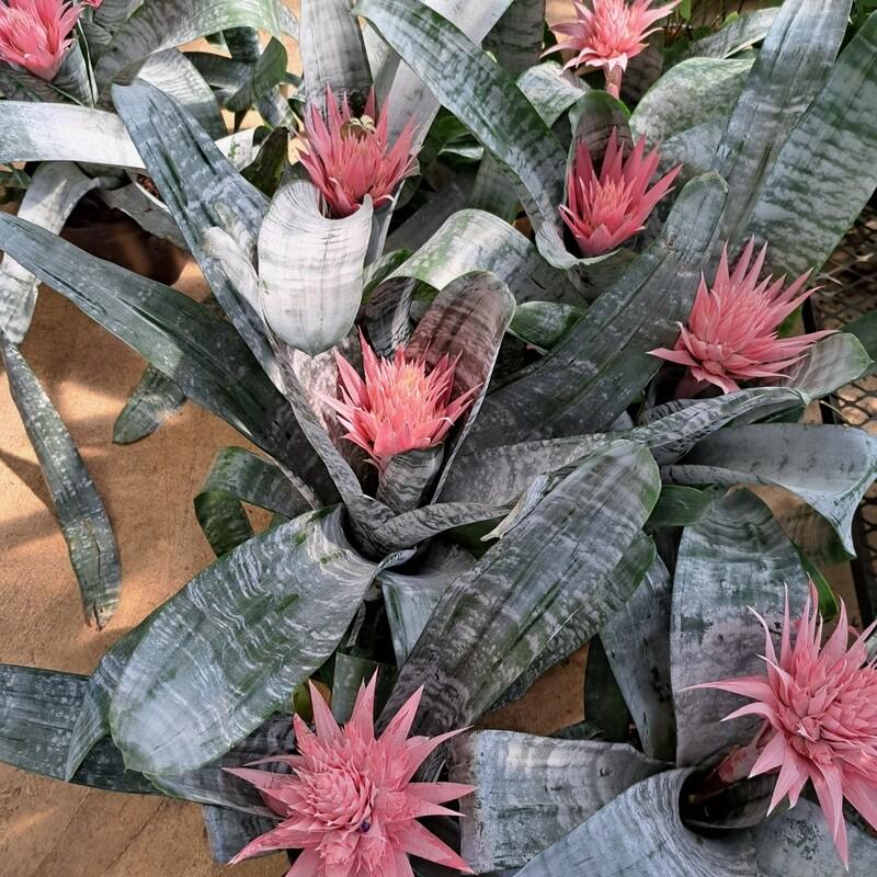 Bromeliad Aechmea Assorted - View 14 from www redcrocus com