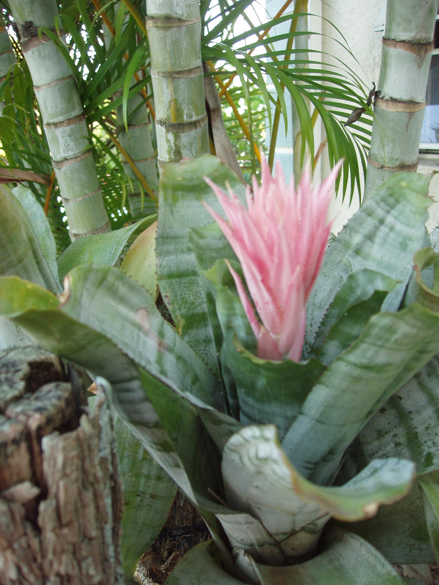 Bromeliad Aechmea Assorted - View 15 from www redcrocus com