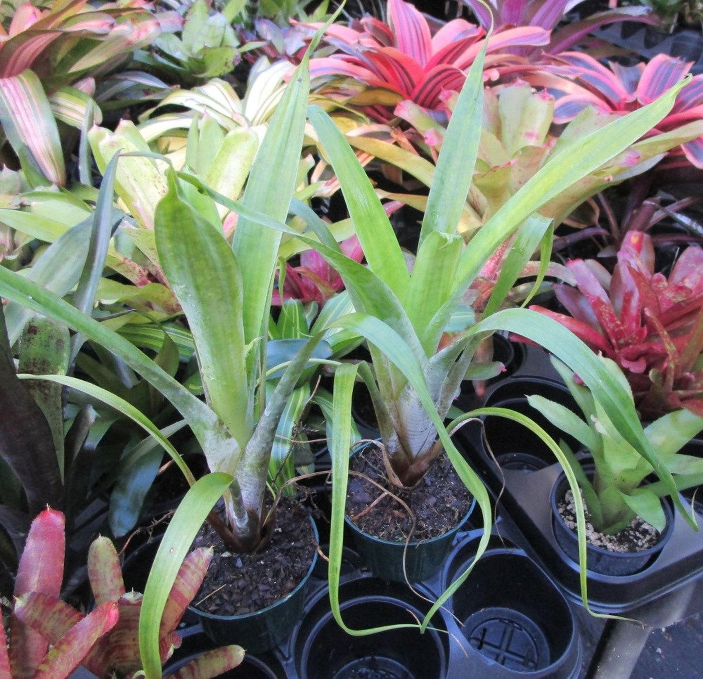 Bromeliad, Alcantarea, Assorted - View 10 from www redcrocus com