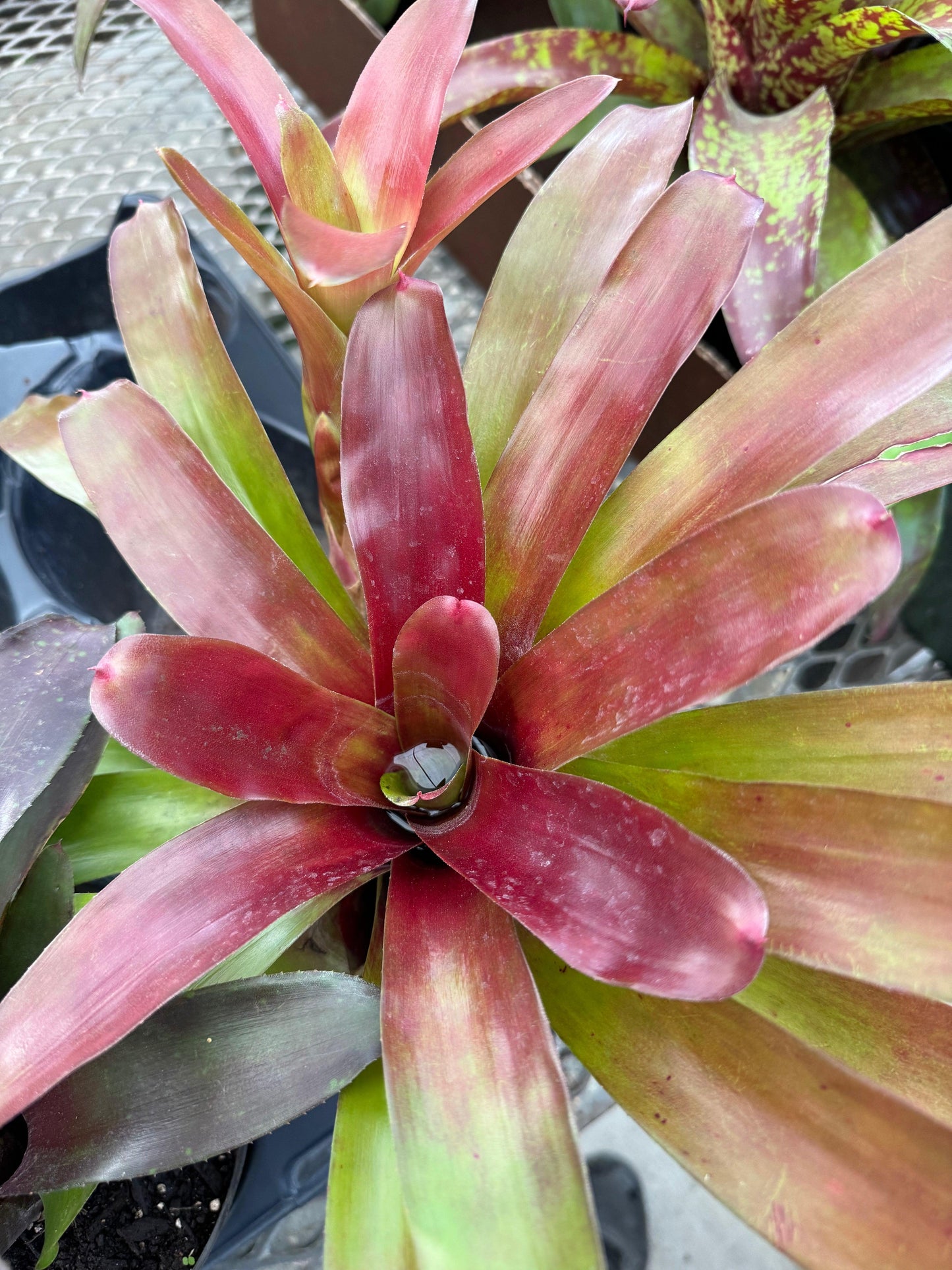 Bromeliad, Alcantarea, Assorted - View 12 from www redcrocus com