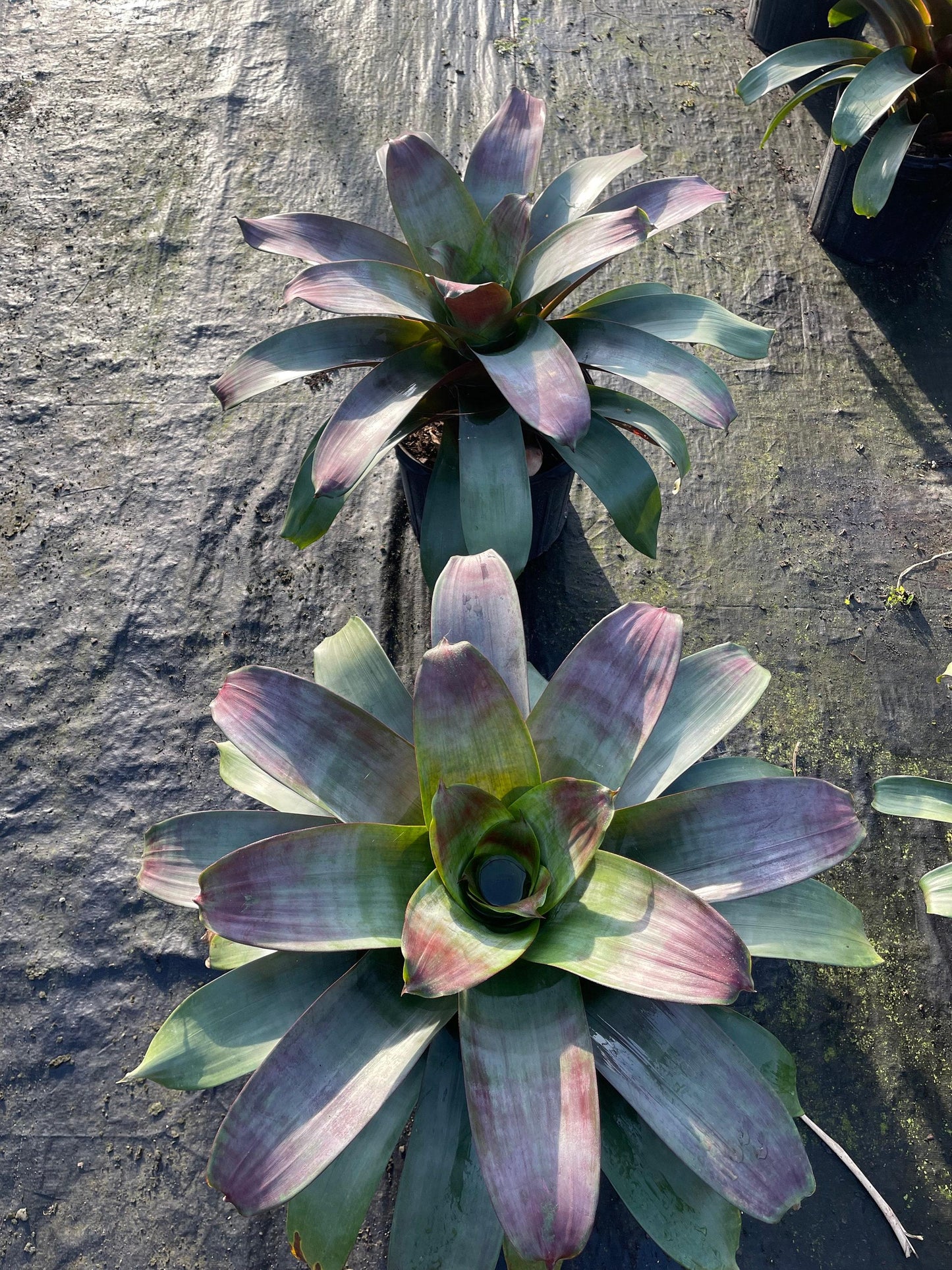 Bromeliad, Alcantarea, Assorted - View 13 from www redcrocus com