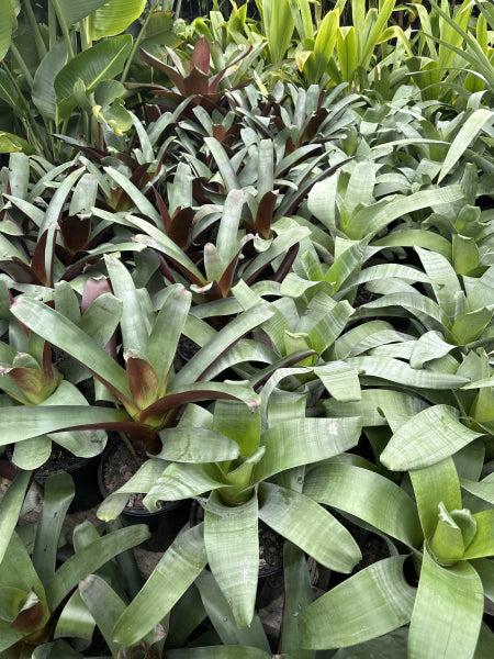 Bromeliad, Alcantarea, Assorted - View 14 from www redcrocus com