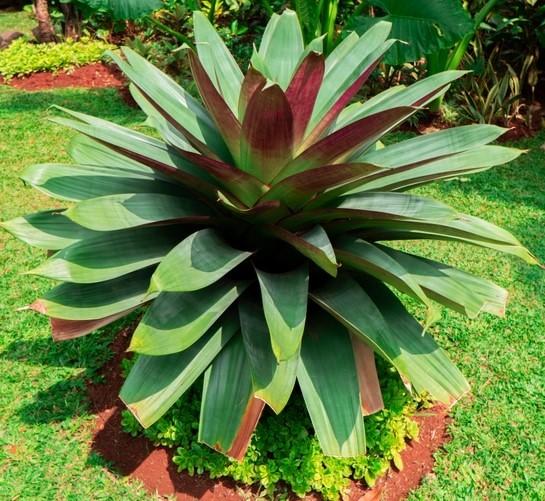 Bromeliad, Alcantarea, Assorted - View 15 from www redcrocus com
