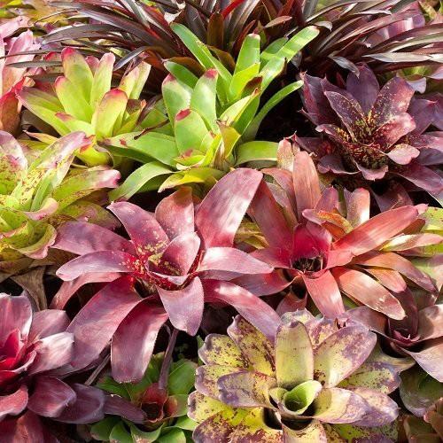 Bromeliad, Alcantarea, Assorted - View 17 from www redcrocus com