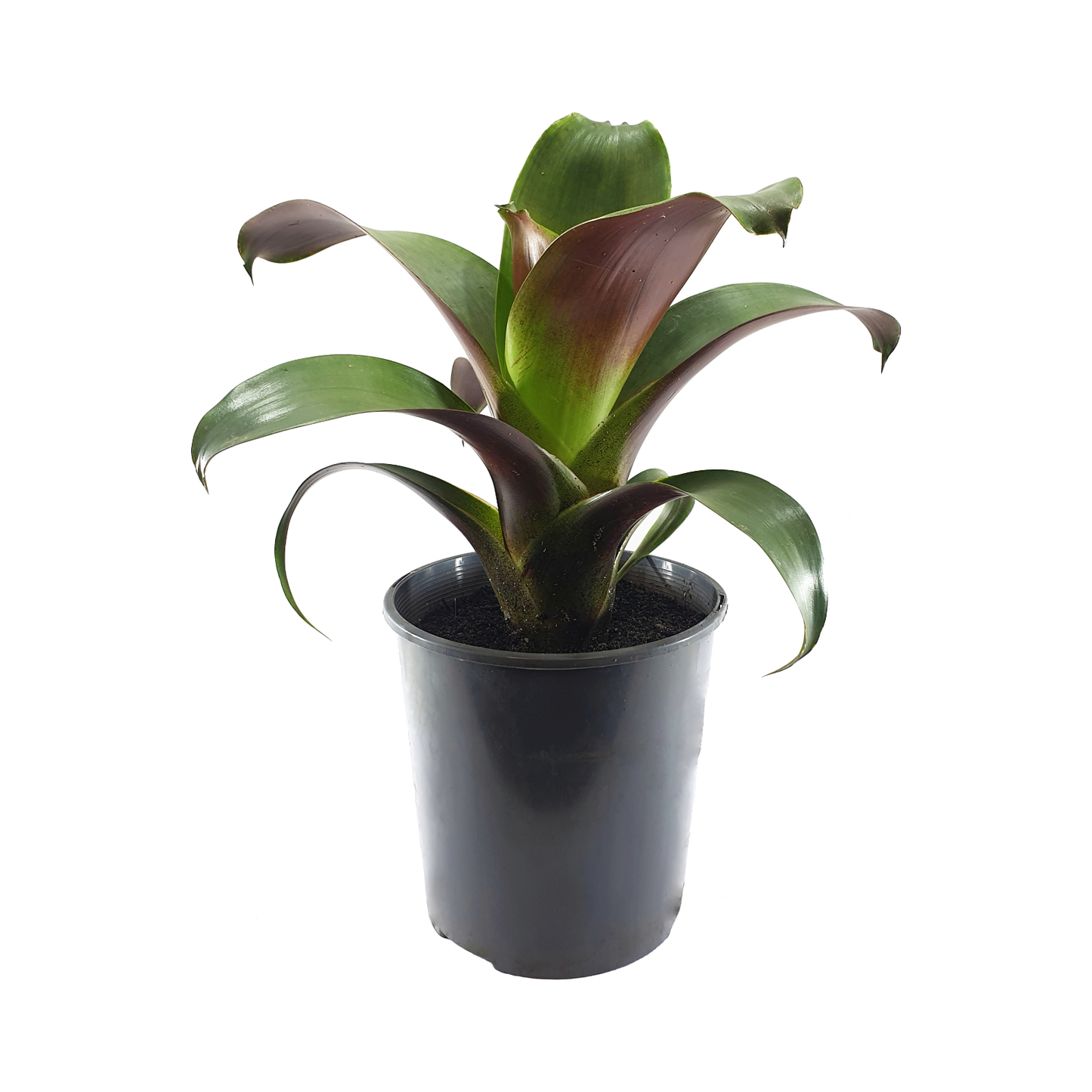 Bromeliad, Alcantarea, Assorted - View 1 from www redcrocus com