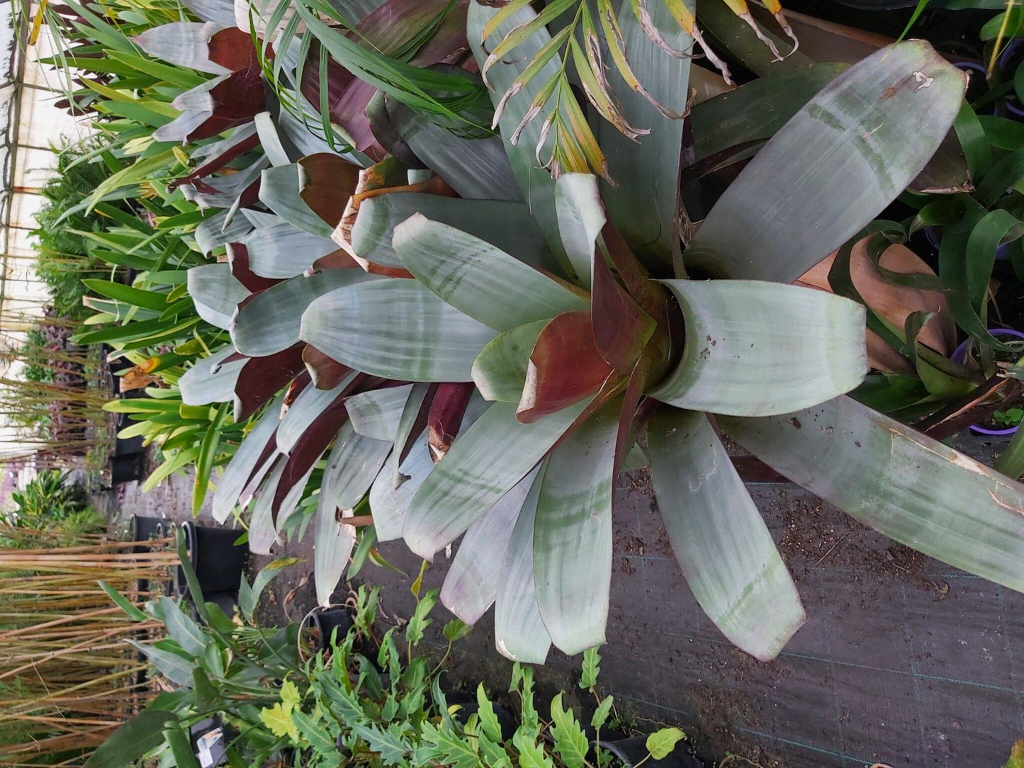 Bromeliad, Alcantarea, Assorted - View 2 from www redcrocus com