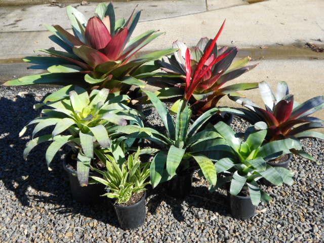 Bromeliad, Alcantarea, Assorted - View 3 from www redcrocus com