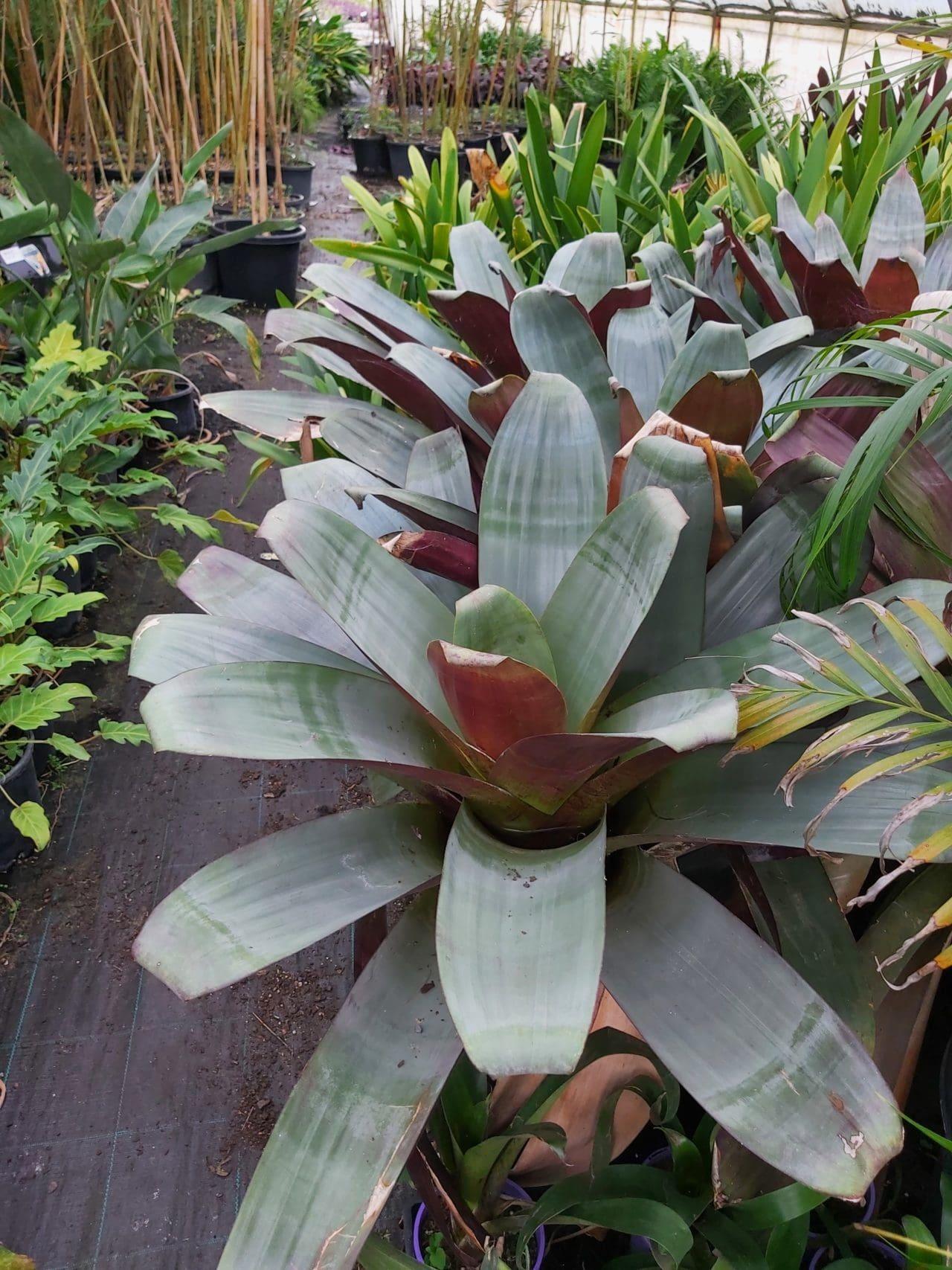 Bromeliad, Alcantarea, Assorted - View 4 from www redcrocus com
