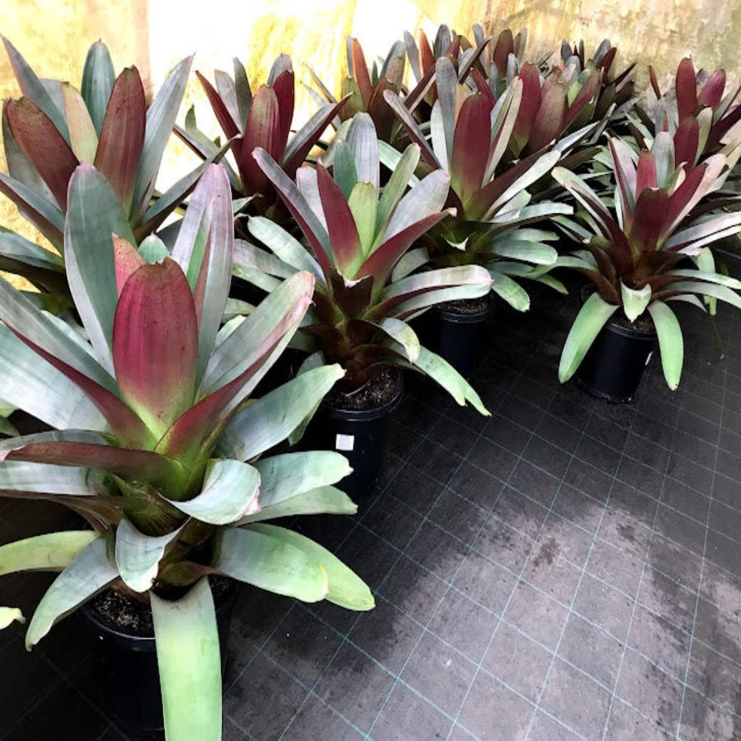 Bromeliad, Alcantarea, Assorted - View 5 from www redcrocus com