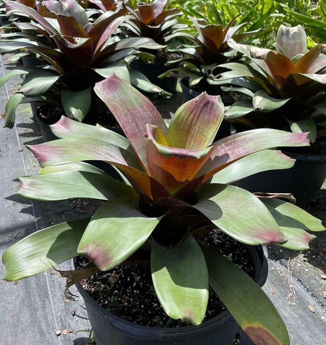 Bromeliad, Alcantarea, Assorted - View 6 from www redcrocus com