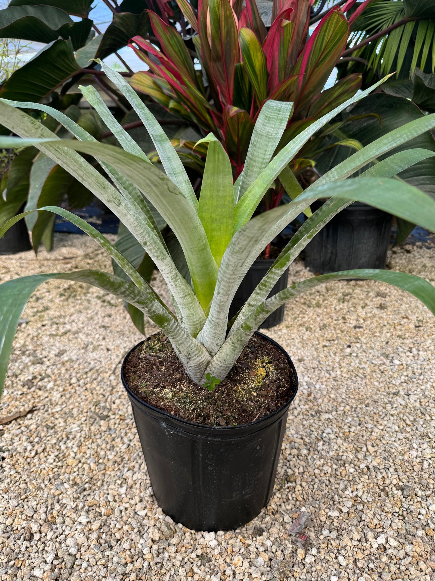 Bromeliad, Alcantarea, Assorted - View 8 from www redcrocus com