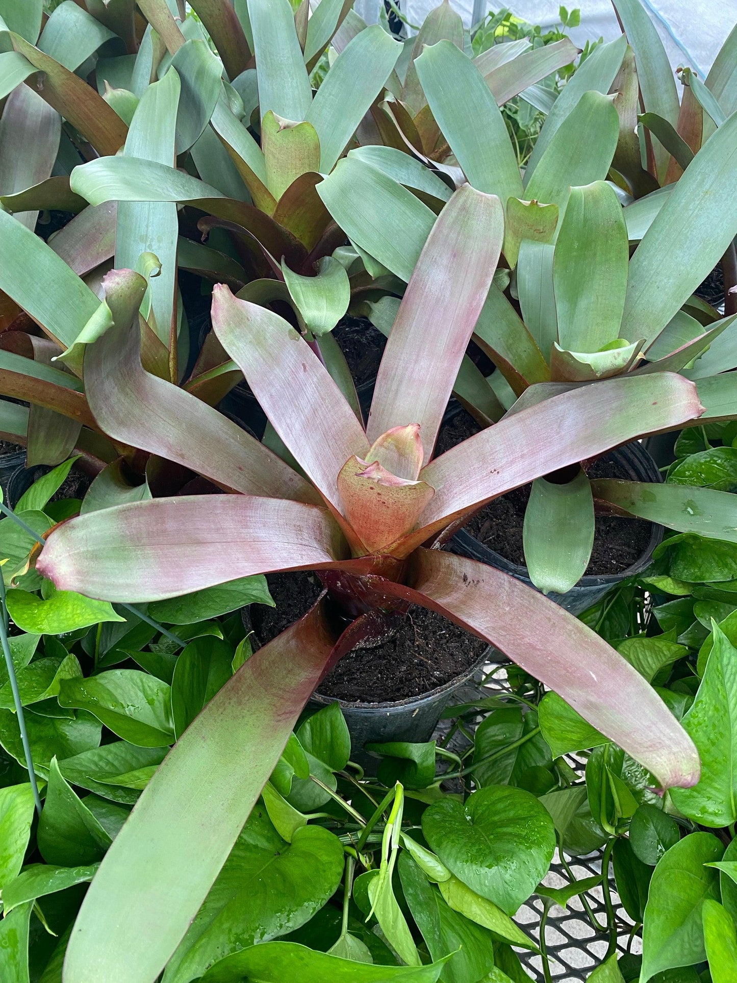 Bromeliad, Alcantarea, Assorted - View 9 from www redcrocus com