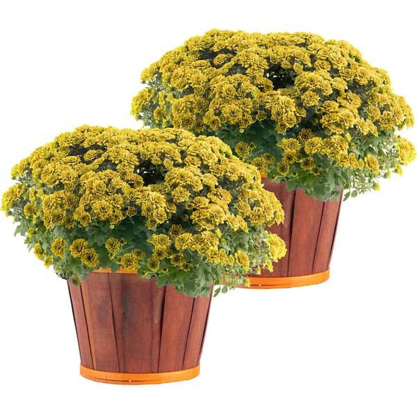 Fall Combo Planter Bushel Basket - View 10 from www redcrocus com