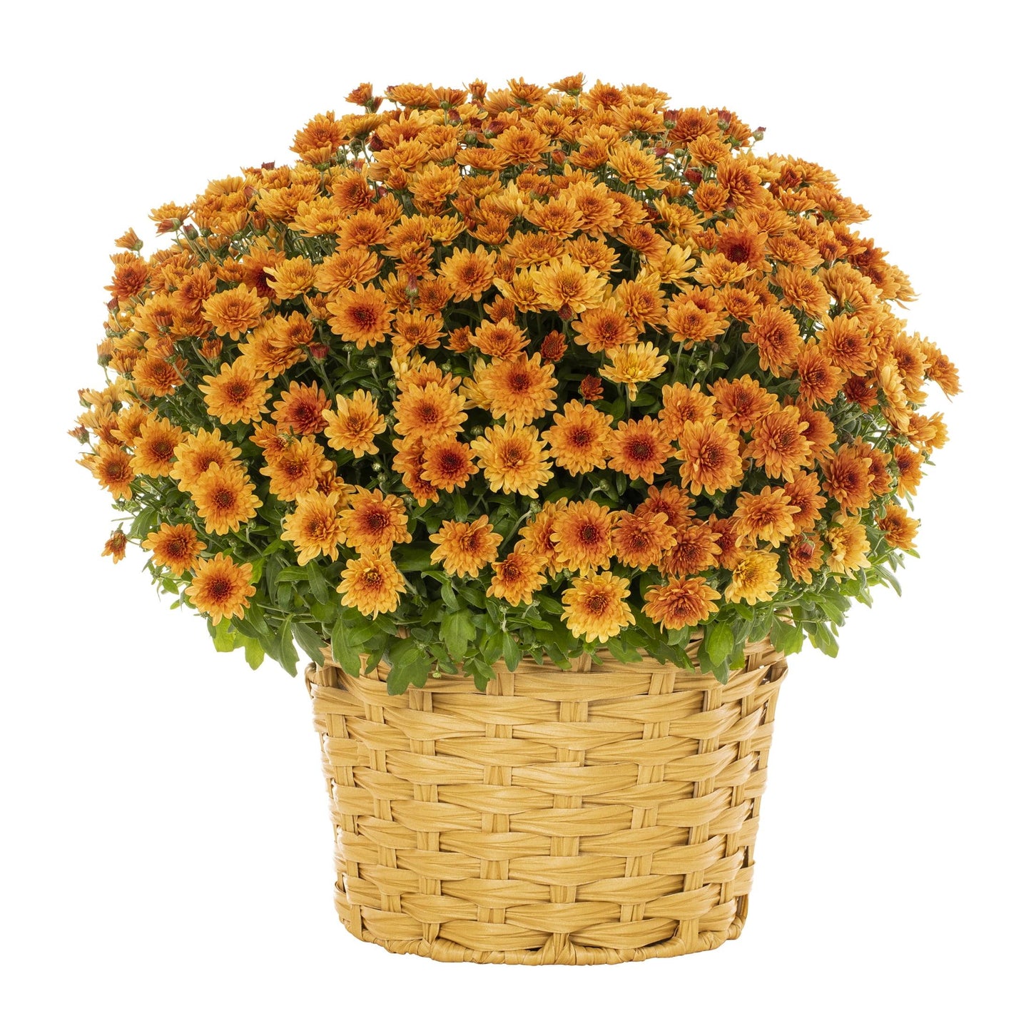Fall Combo Planter Bushel Basket - View 15 from www redcrocus com