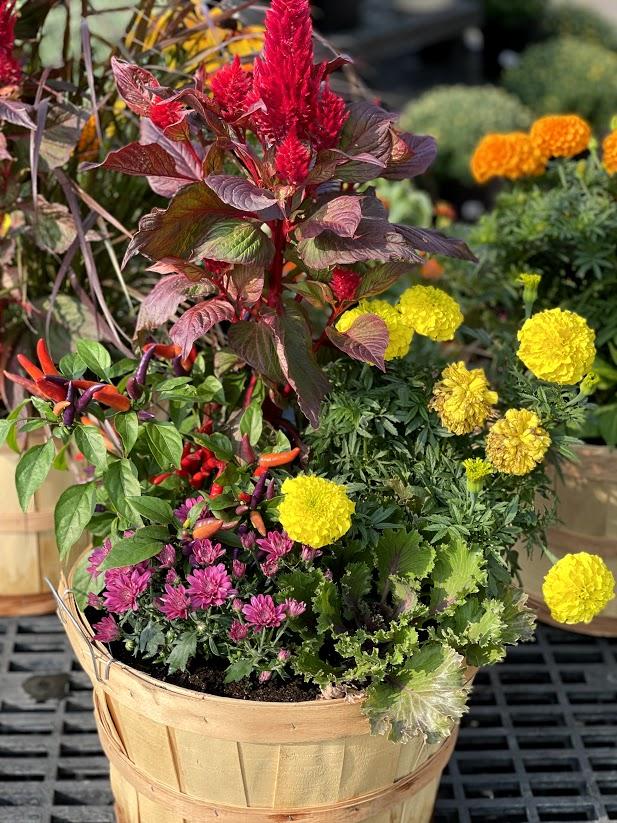 Fall Combo Planter Bushel Basket - View 2 from www redcrocus com